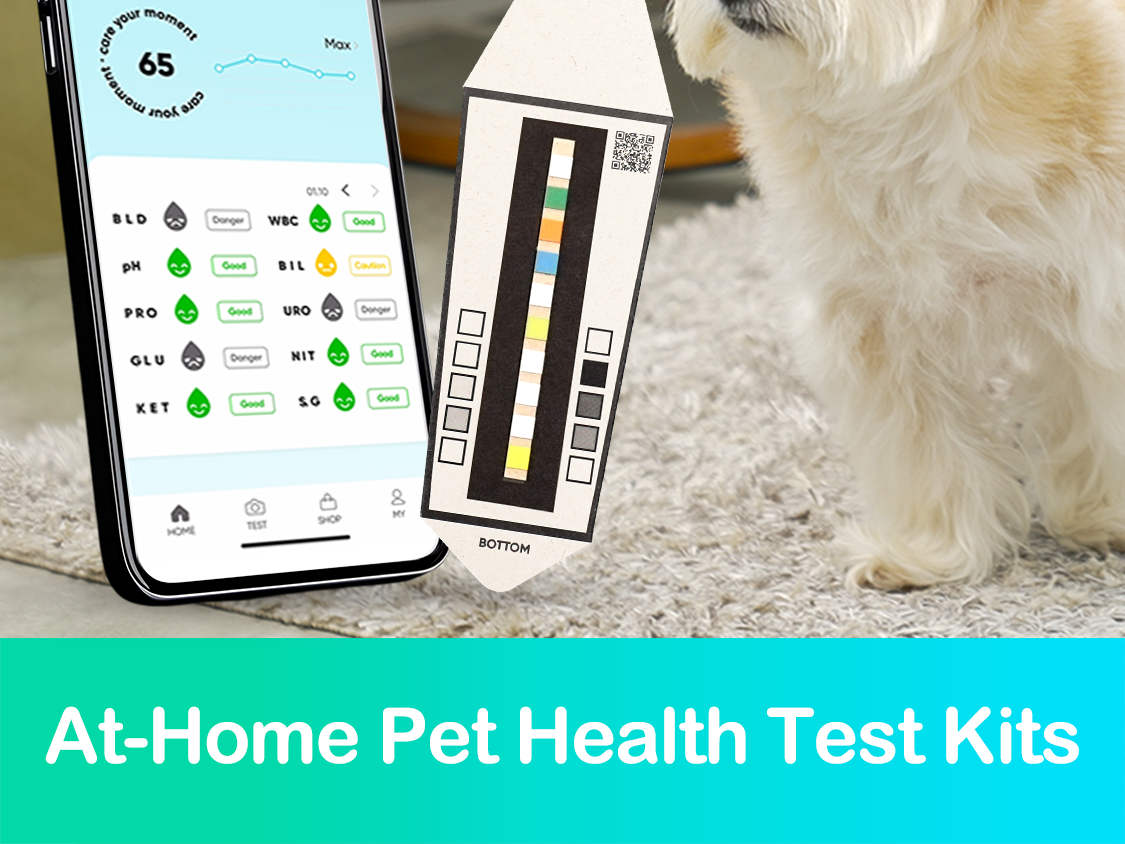 옐로시스, 미국 크라우드 펀딩 사이트 인디고고에 런칭 - 뉴스 썸네일 이미지