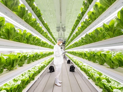 엔씽, 1,000억원 규모 물류센터형 수직농장 스마트팜 개발 사업 본격화 - 뉴스 썸네일 이미지